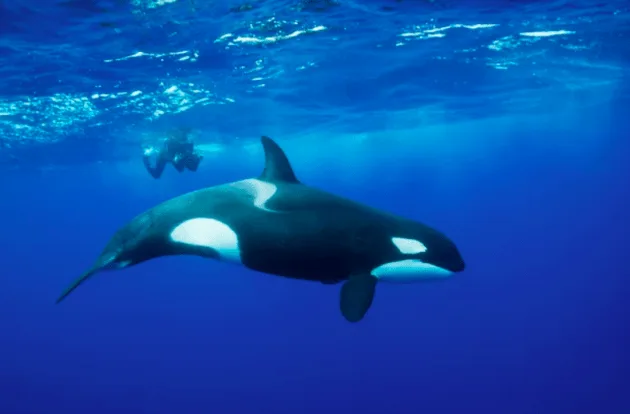 حوت الأوركا – ويكيبيديا | صفاته، غذاؤه، وأهم المعلومات